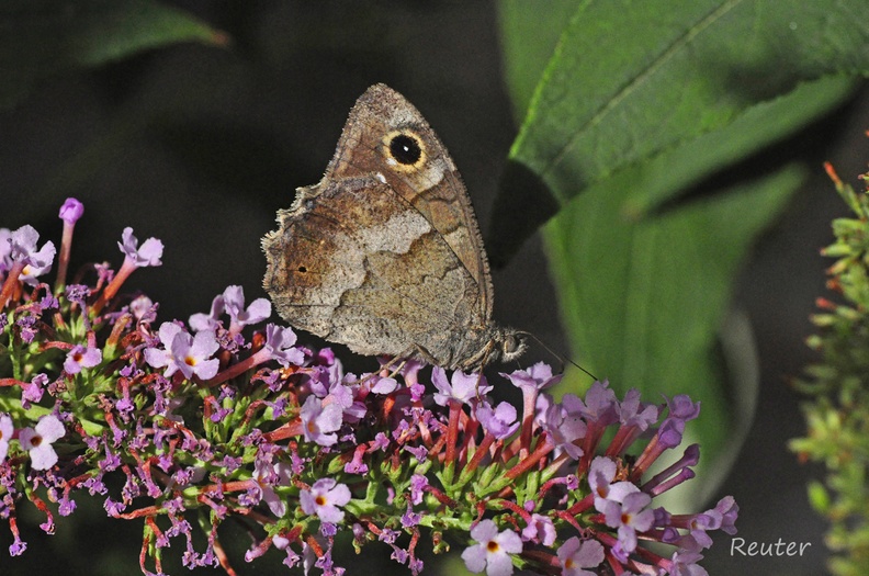 Kleine Rostbinde_Eisenfarbiger Samtfalter _Hipparchia statilinus_.jpg